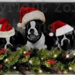 Santa Hat Christmas Doggies