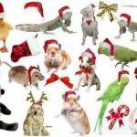 Christmas Animals In Santa Hats